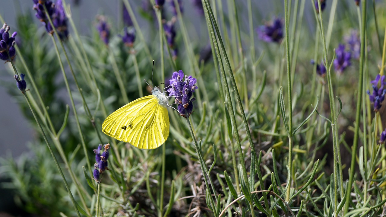 butterfly nature blossom free photo