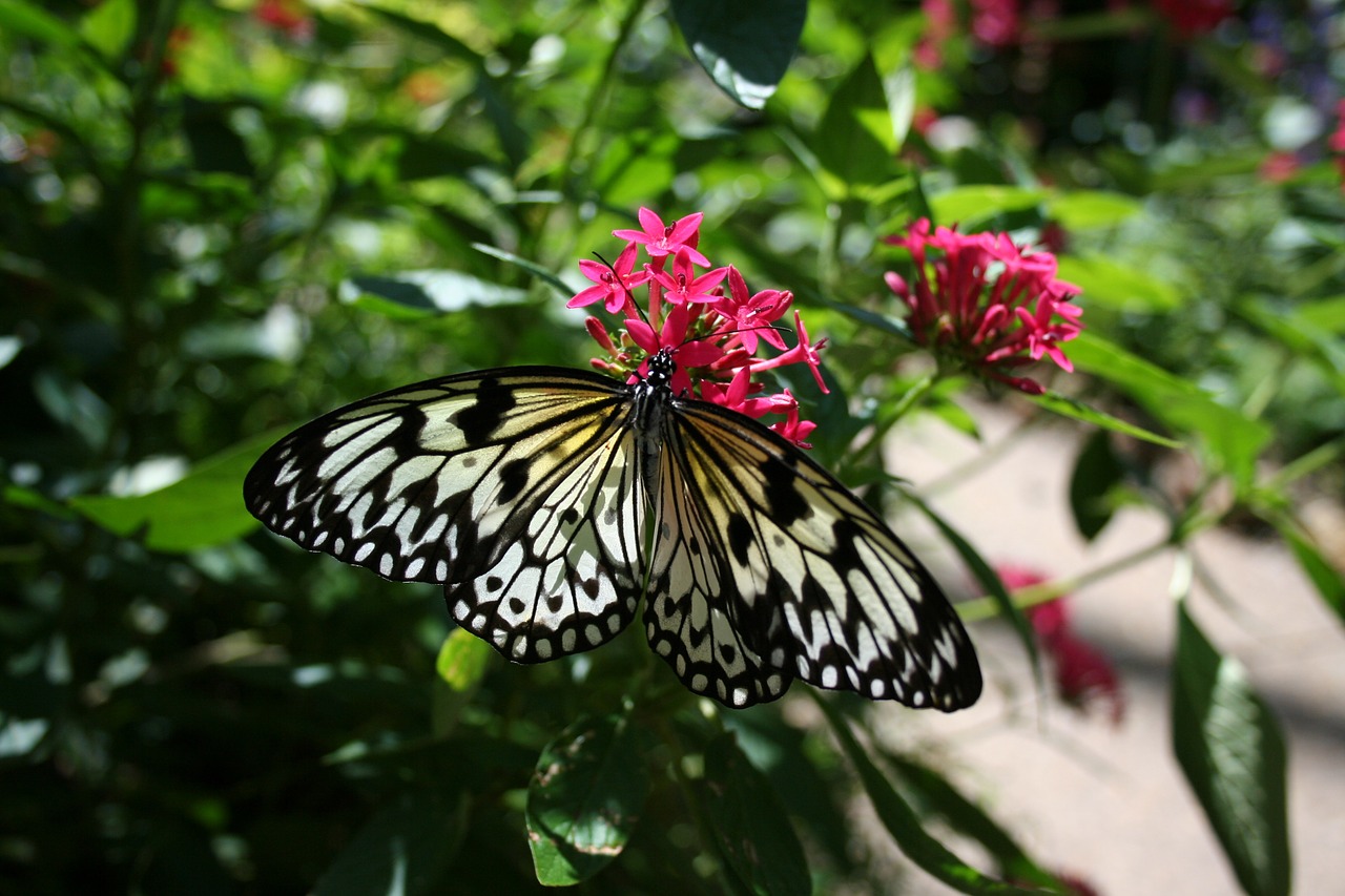 butterfly nature bloom free photo