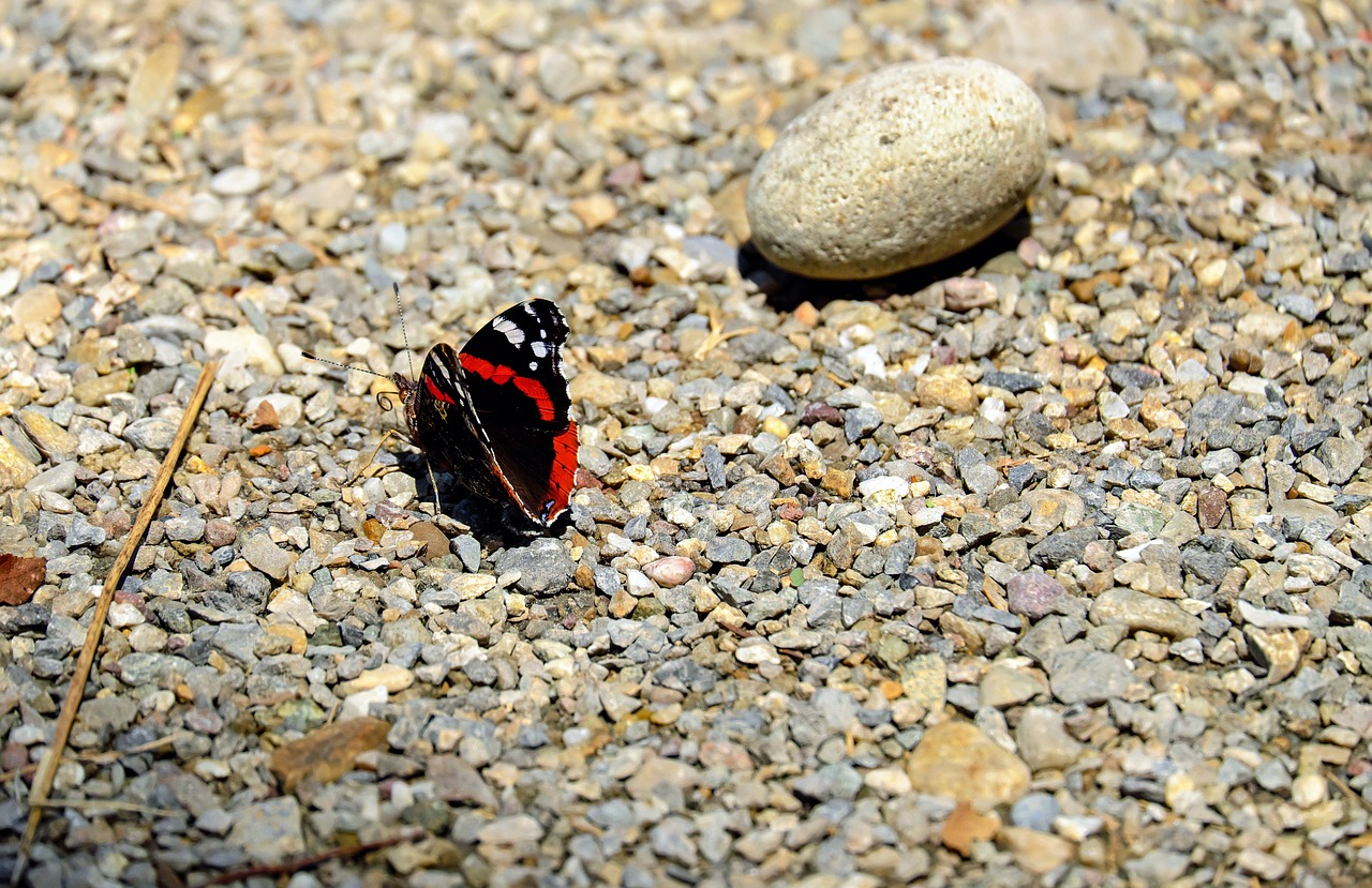 butterfly insect nature free photo