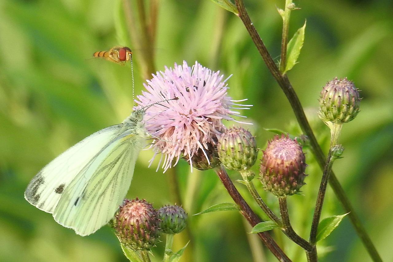 butterfly white dragonfly free photo