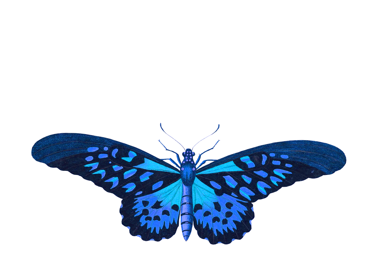 butterfly animal insect free photo