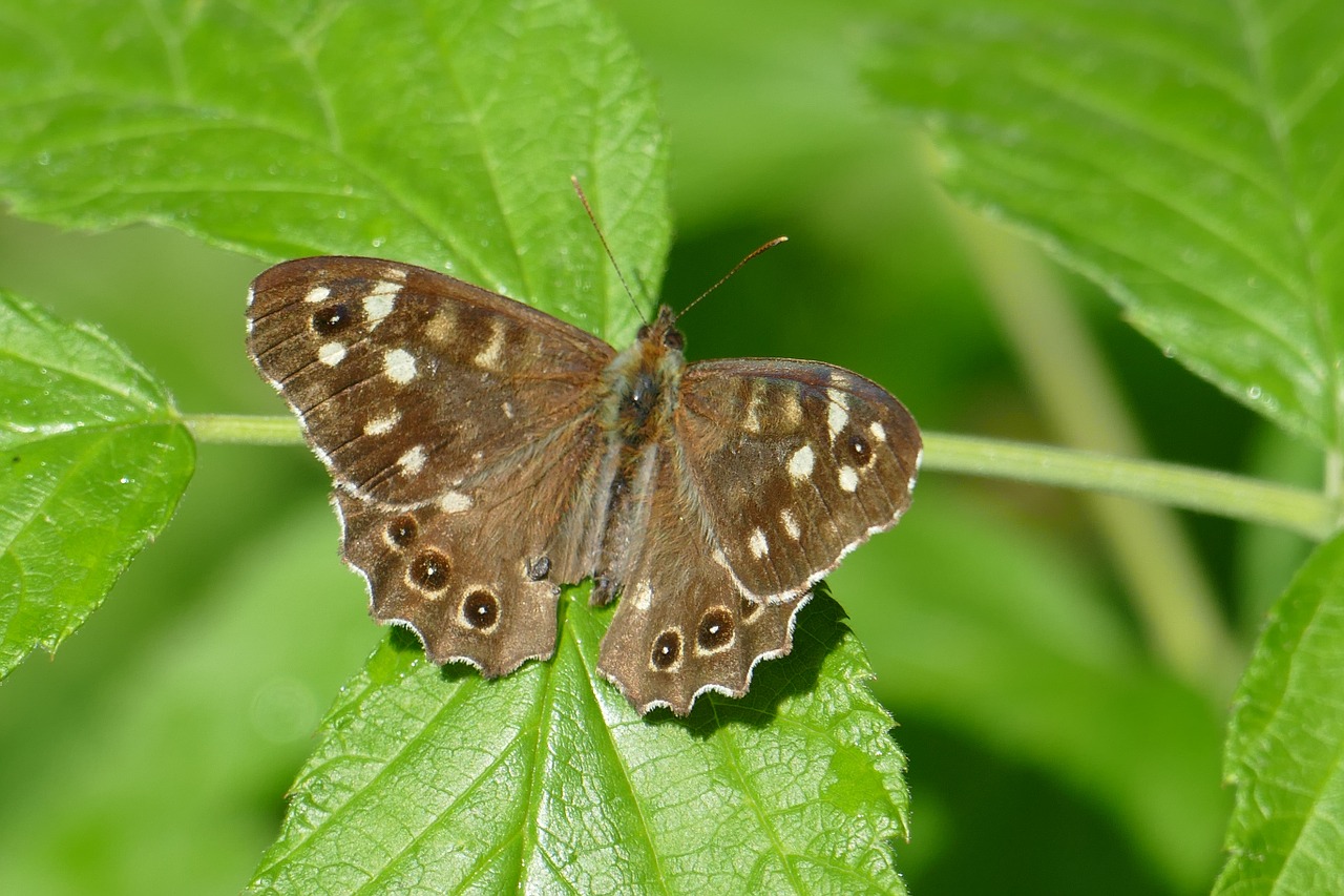 butterfly macro nature free photo