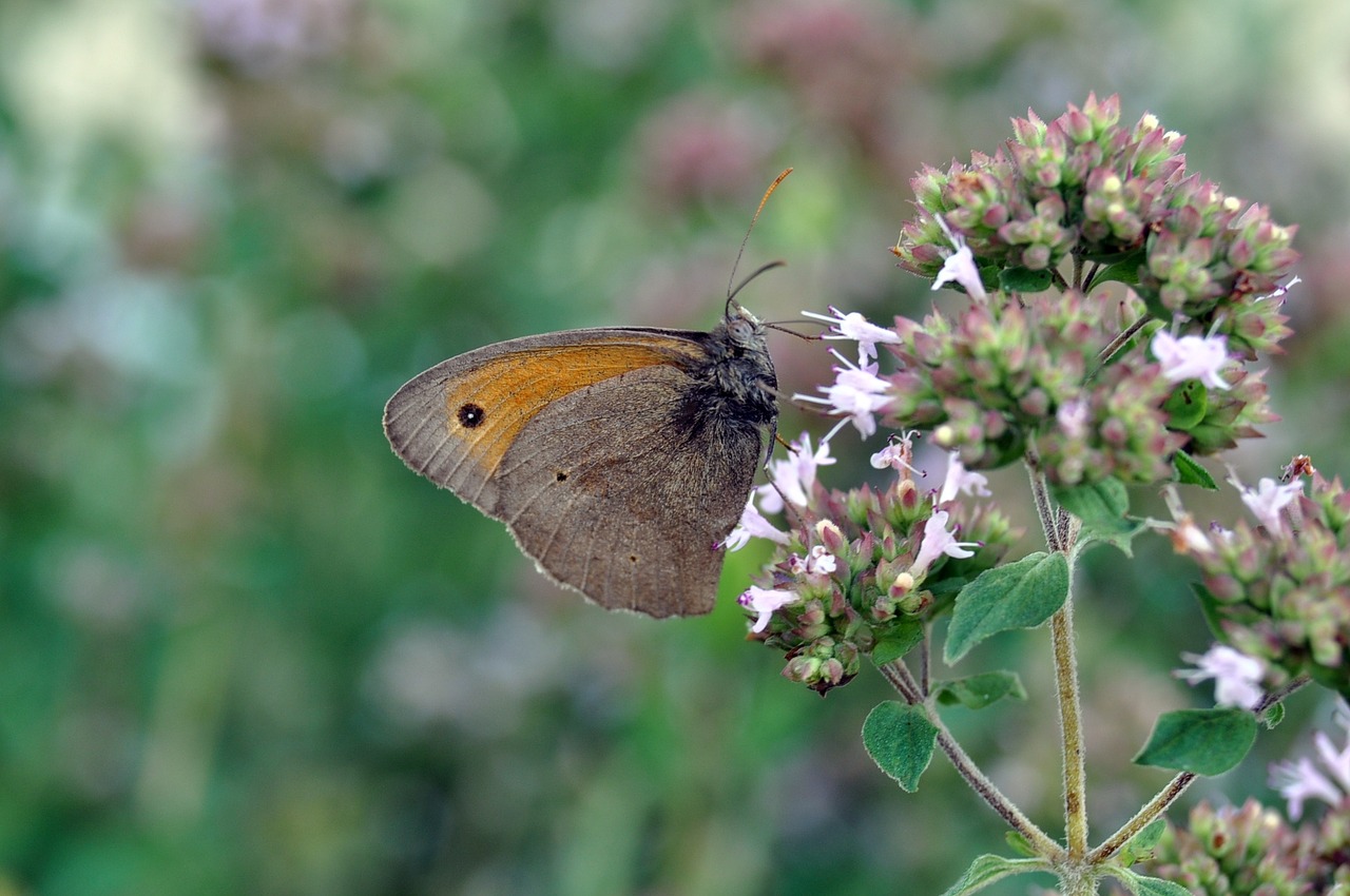 butterfly insect plant free photo