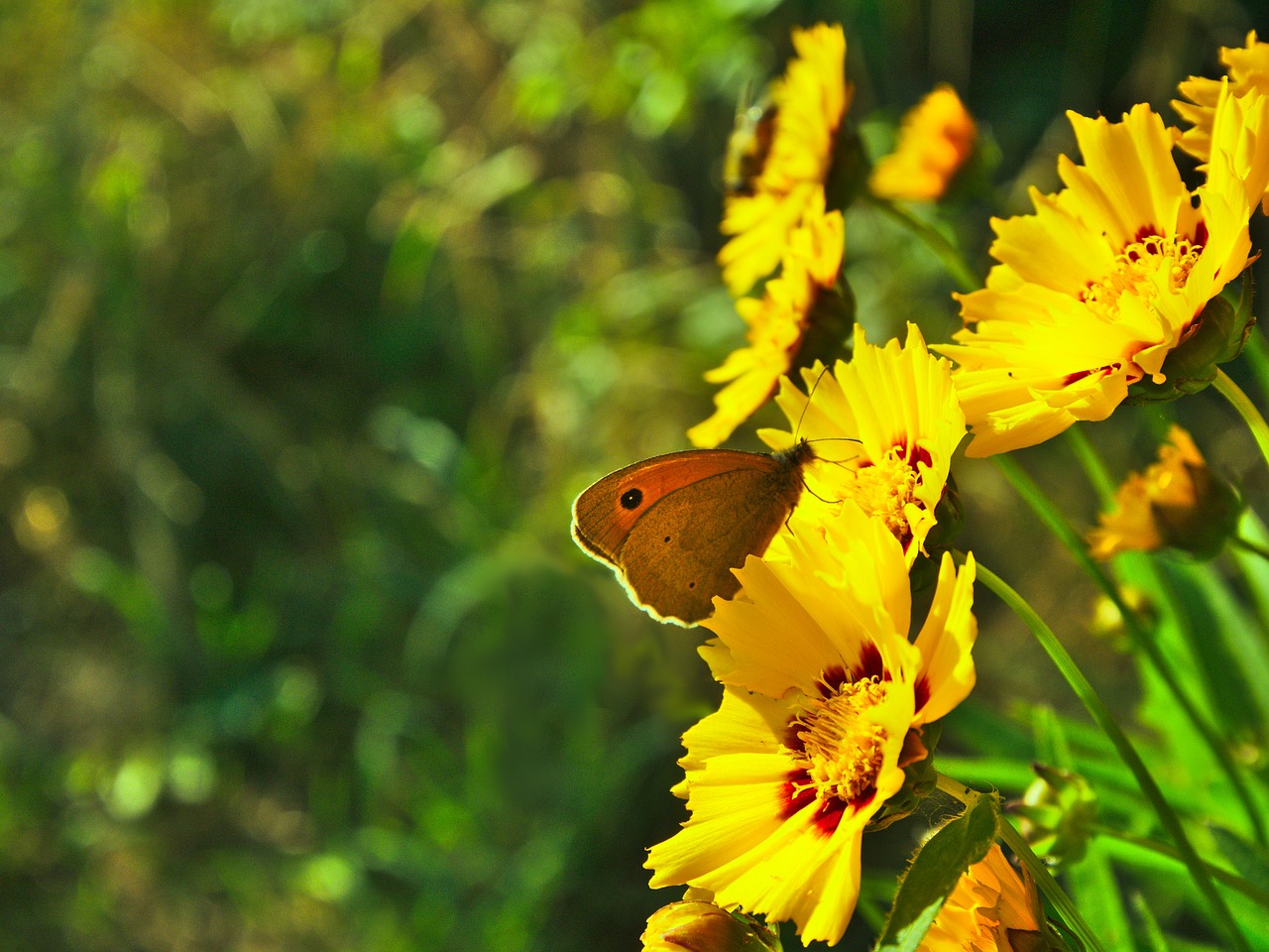 butterfly flower summer free photo