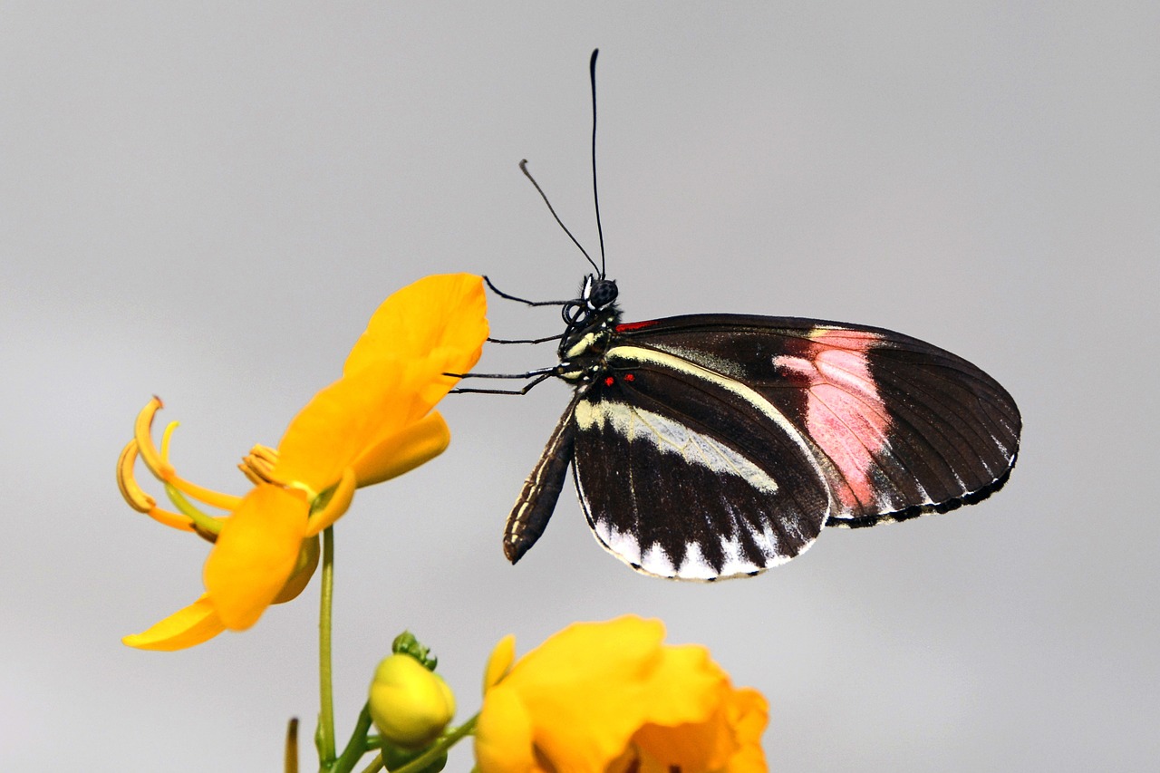 butterfly insect wing free photo