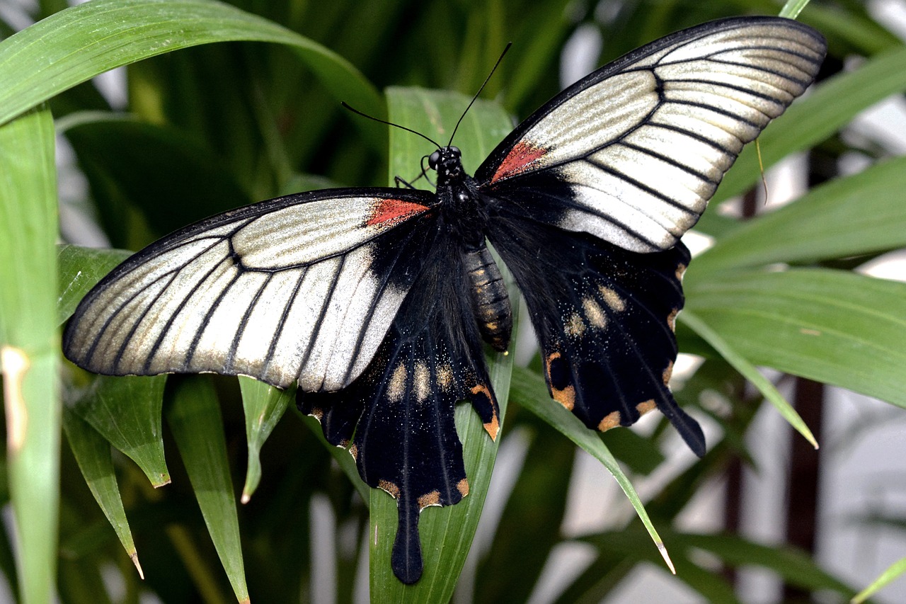 butterfly insect wing free photo