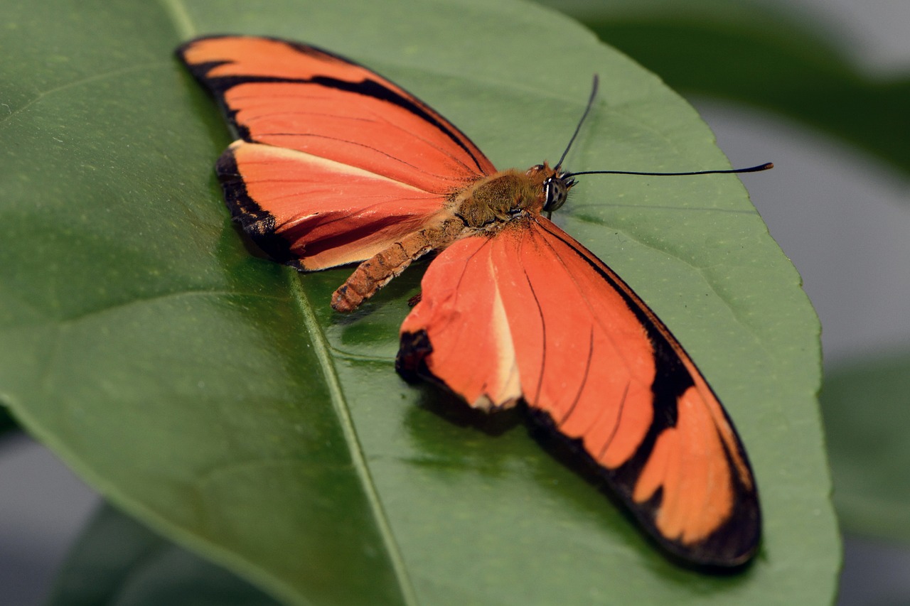 butterfly insect wing free photo