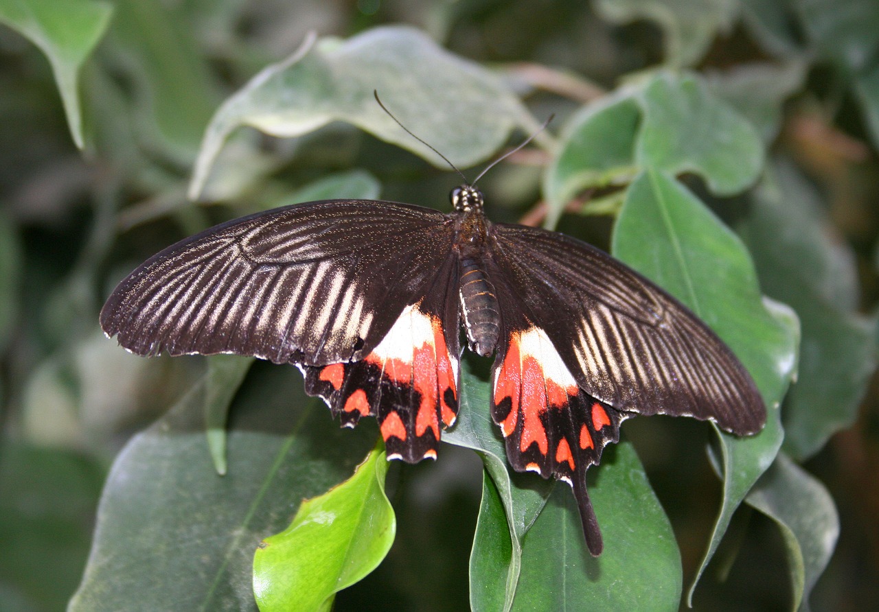 butterfly insect public record free photo