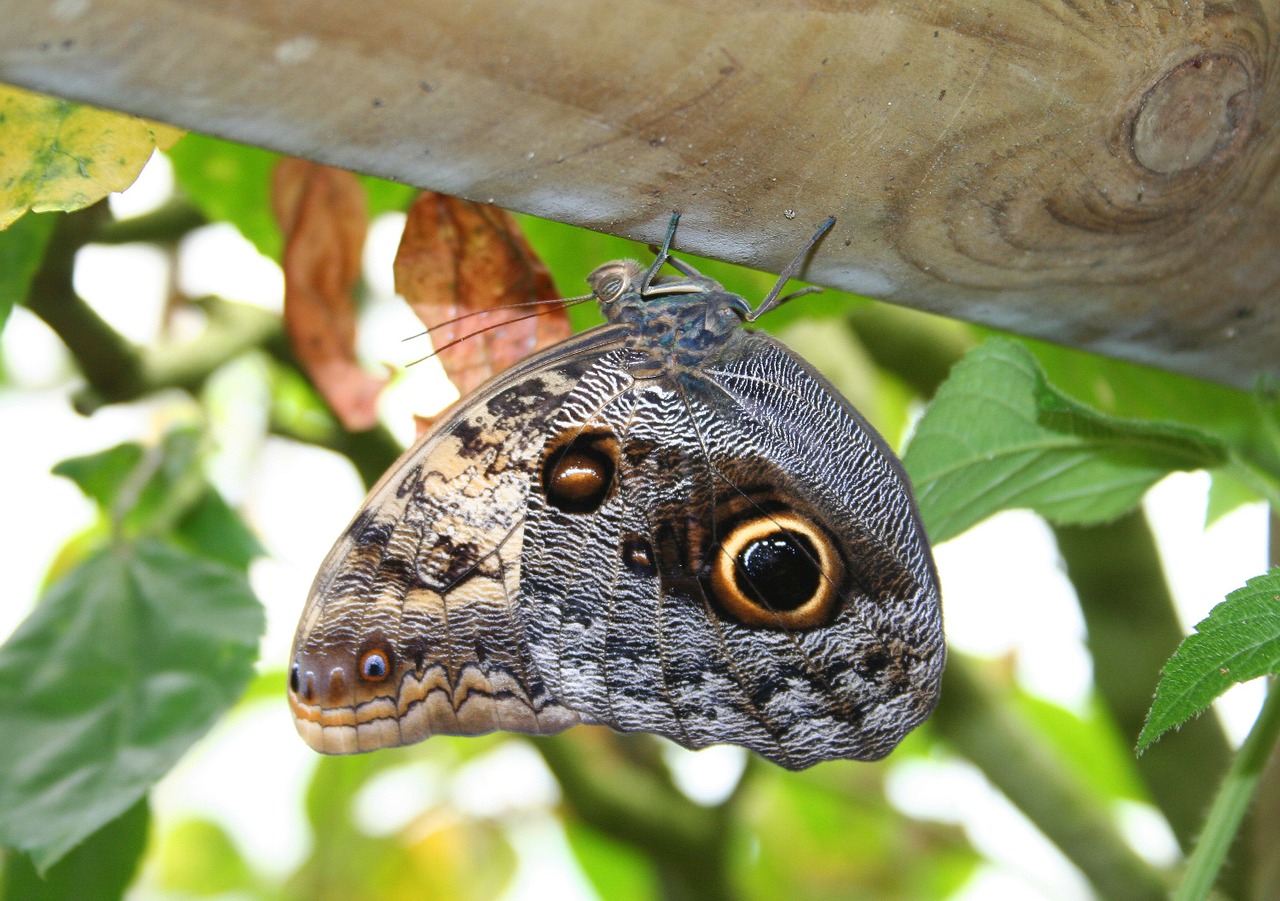 butterfly insect public record free photo