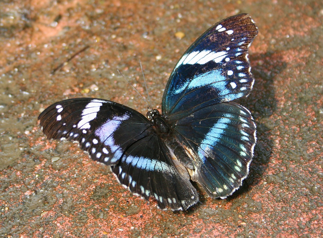 butterfly insect public record free photo