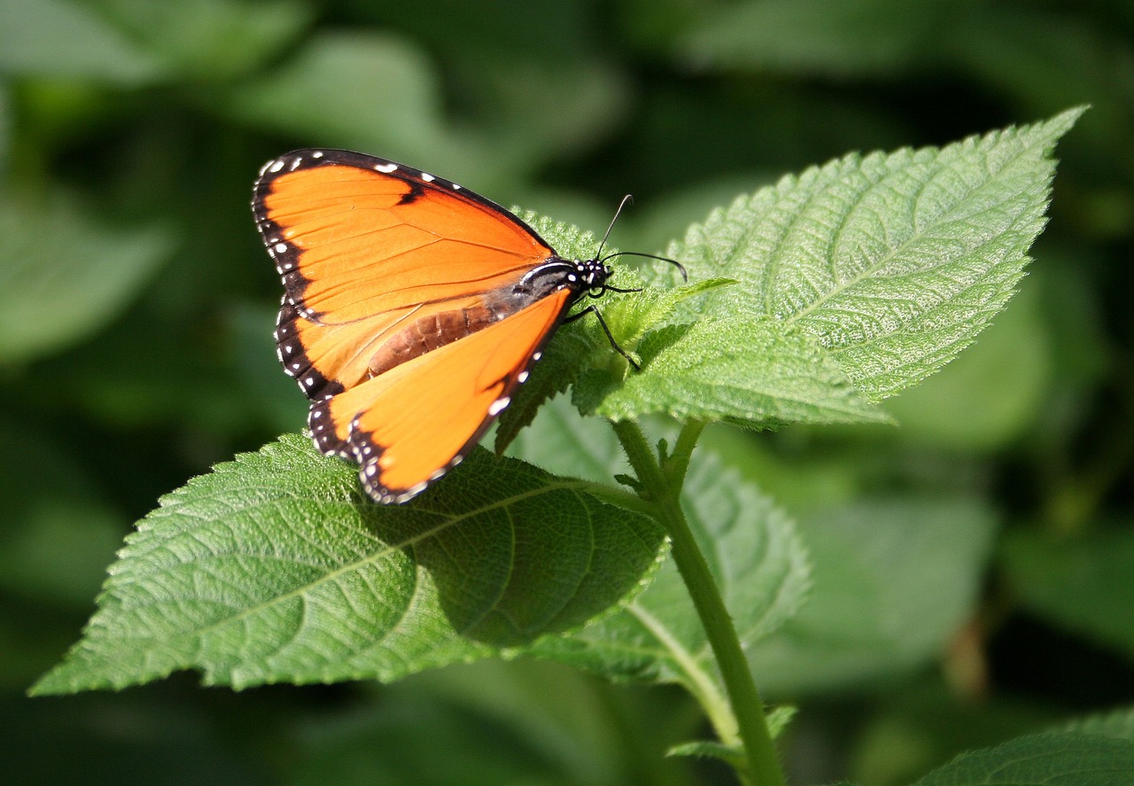 butterfly insect public record free photo