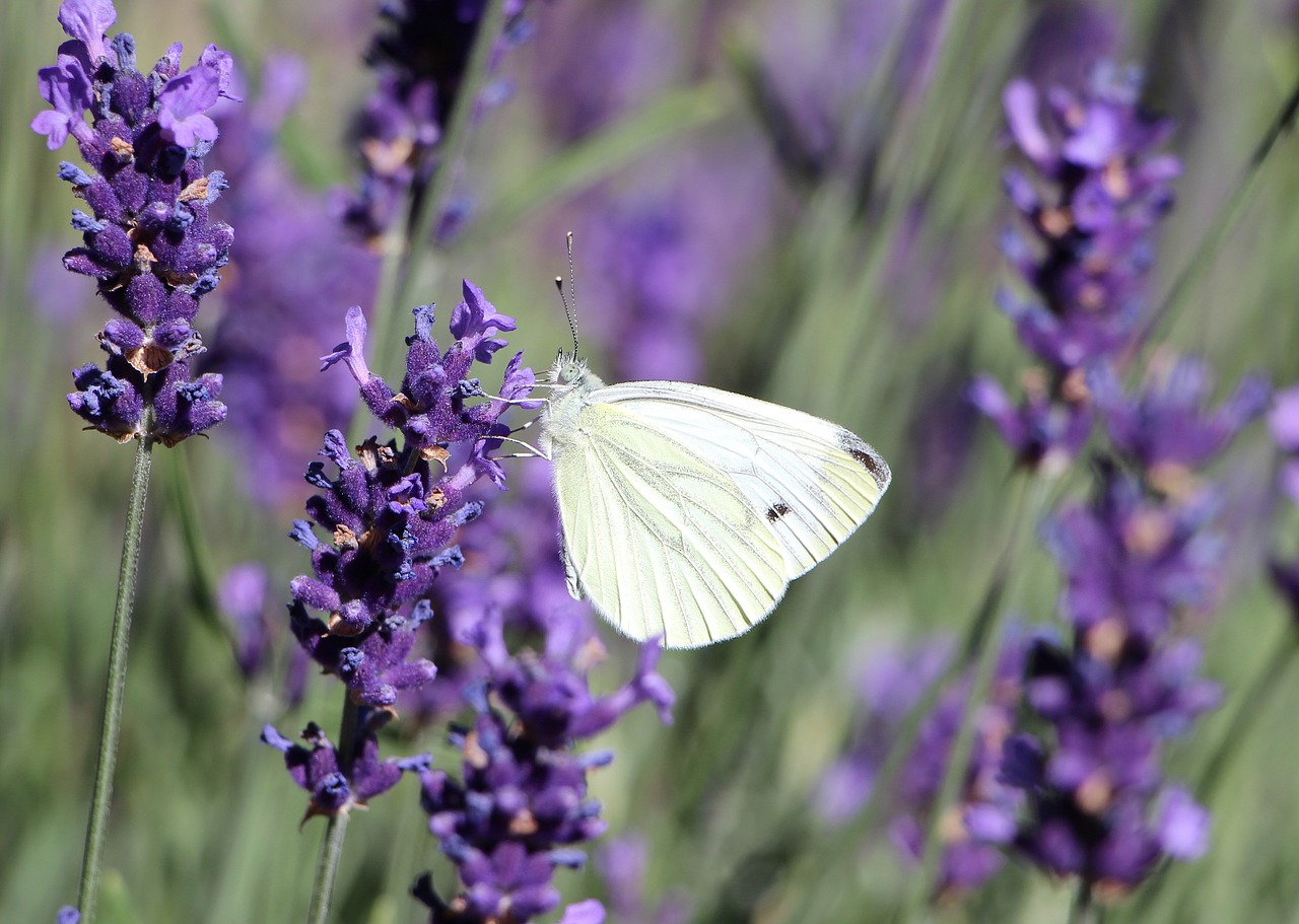 butterfly insect lavender free photo