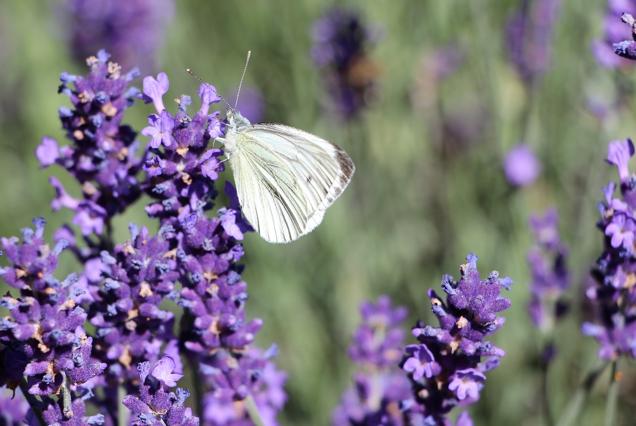butterfly insect lavender free photo