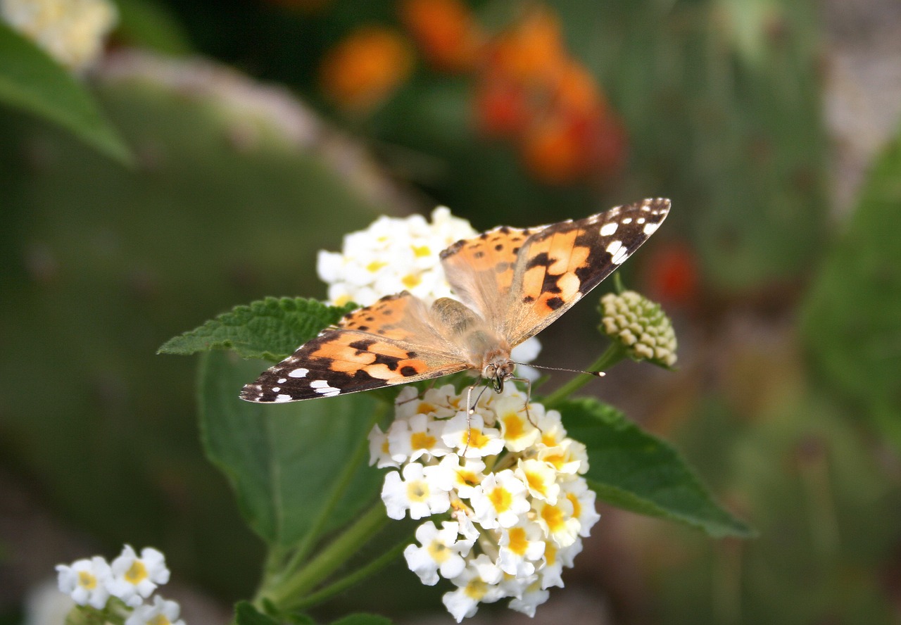 butterfly flower insect free photo