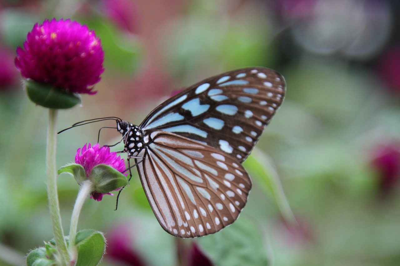 butterfly flower purple free photo