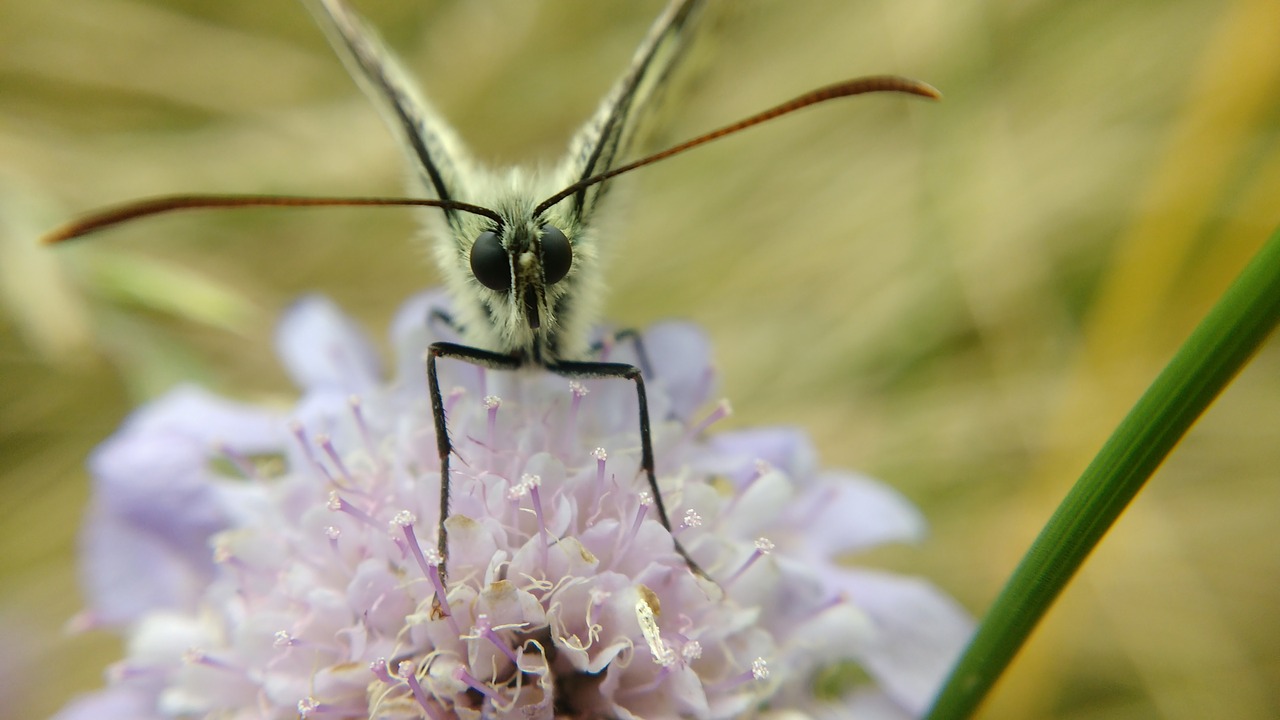 butterfly macro flower with butterfly free photo