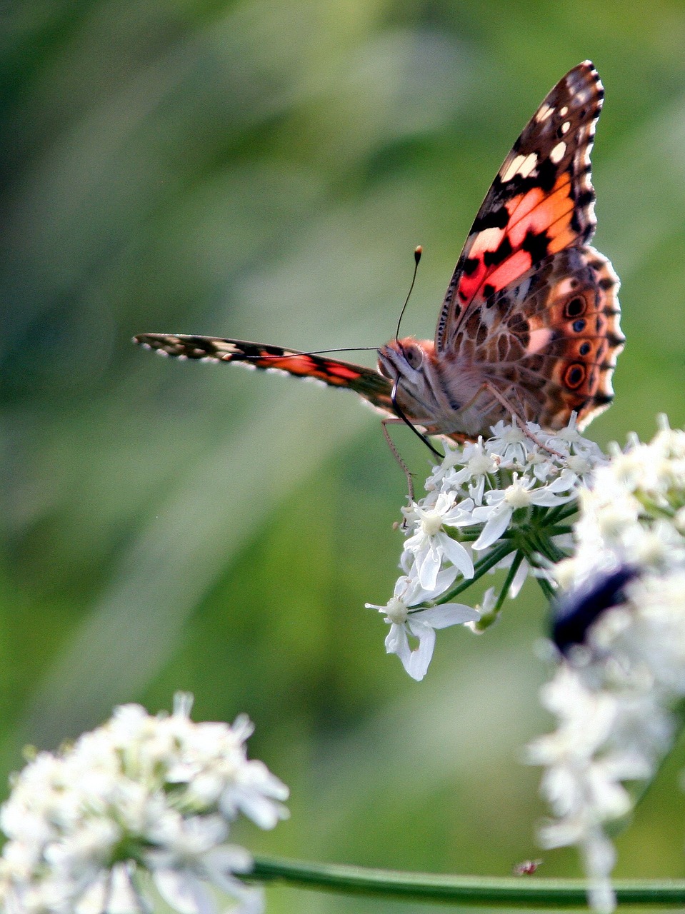 butterfly wings colors free photo