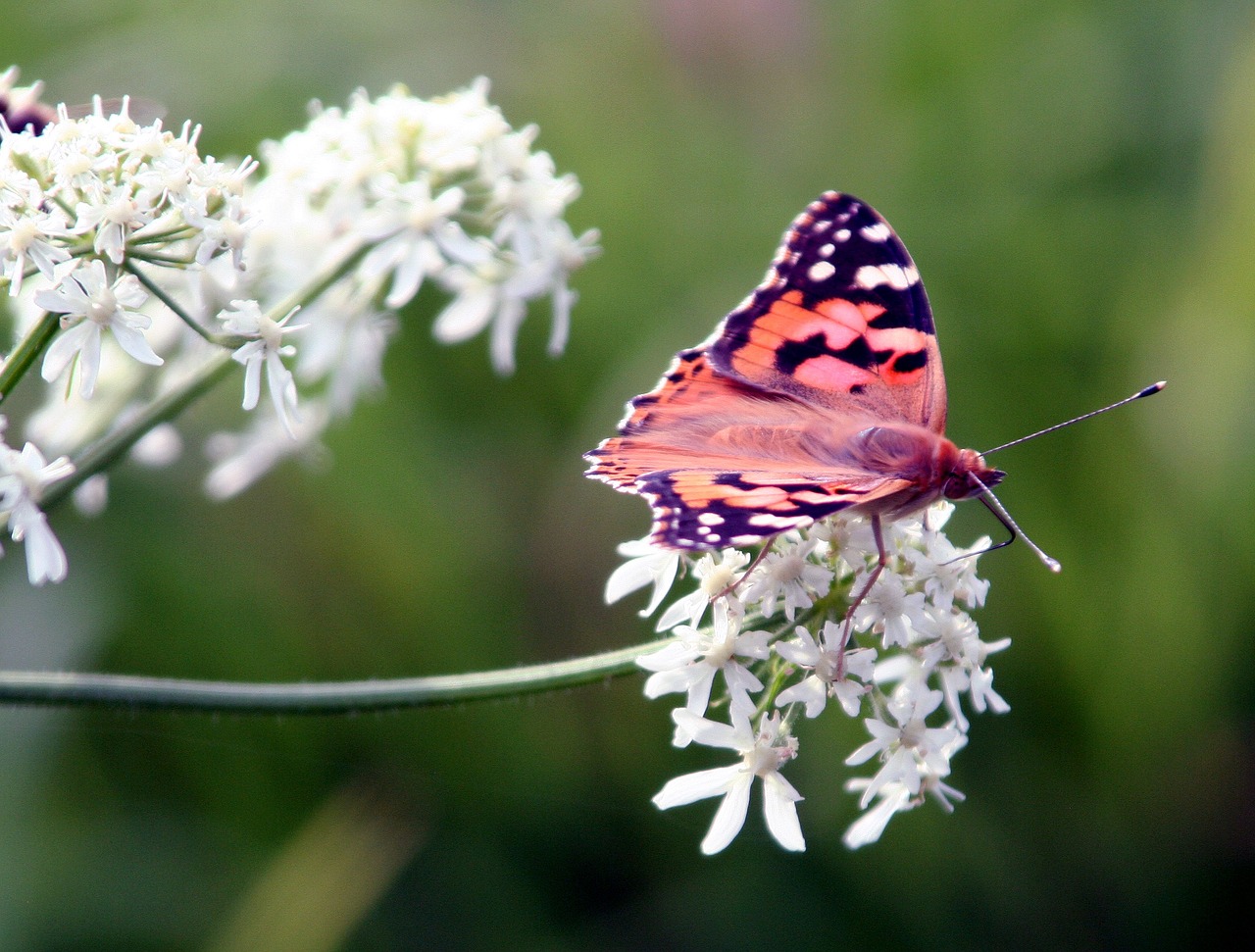 butterfly wing flowers free photo