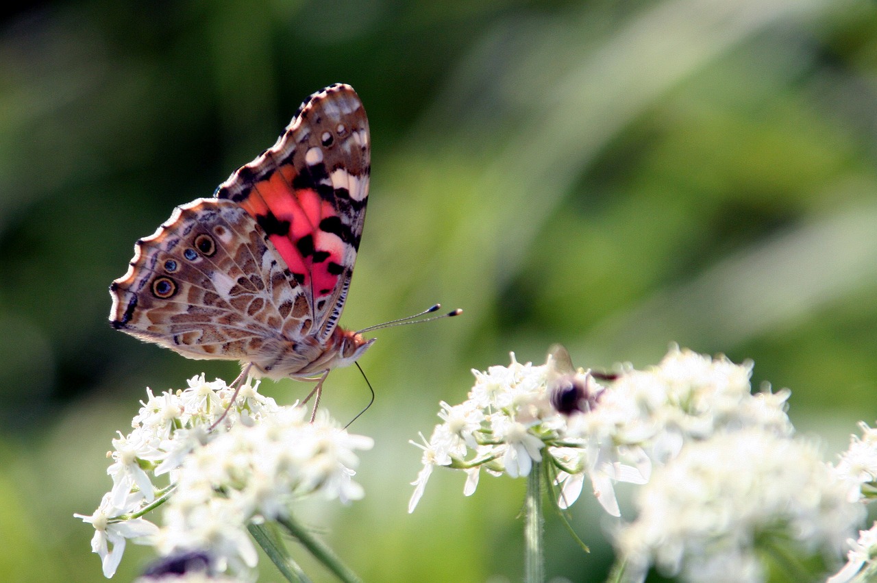 butterfly wings insect free photo