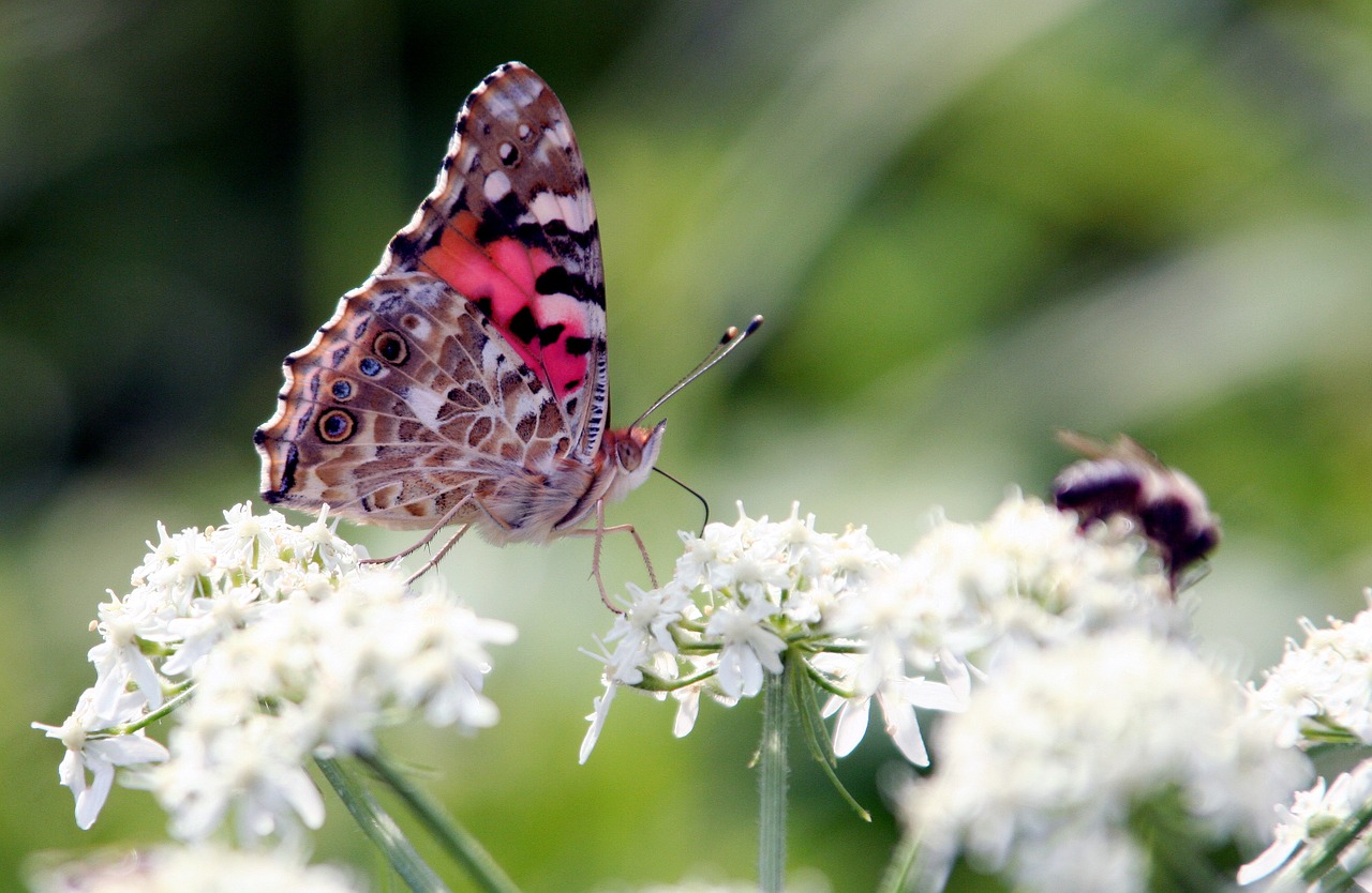 butterfly wing flower free photo