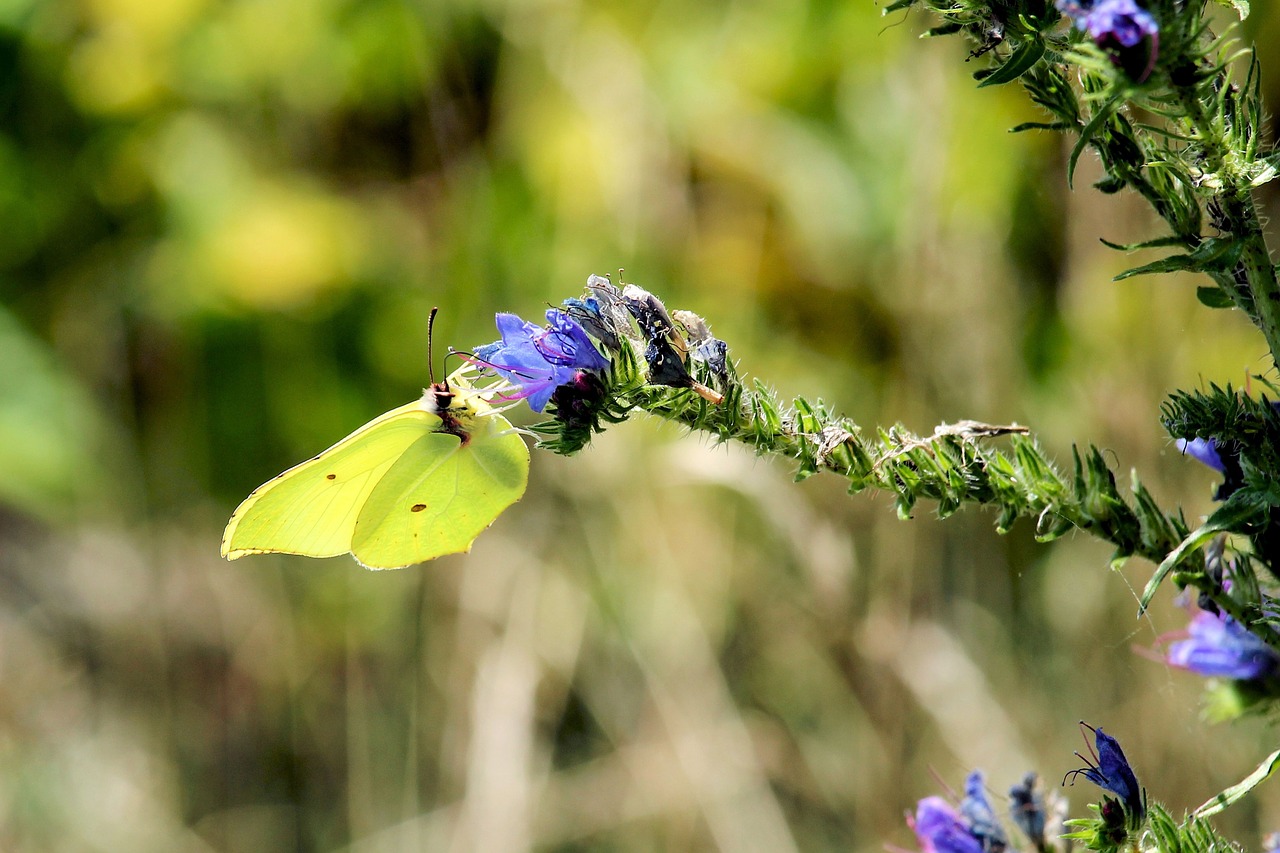 gonepteryx rhamni butterfly insect free photo