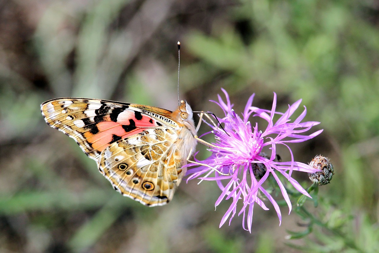 painted lady butterfly insect free photo