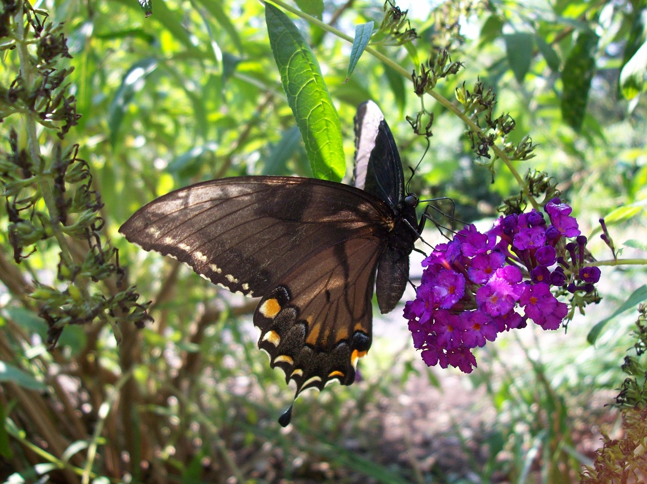 butterfly flowers wings free photo