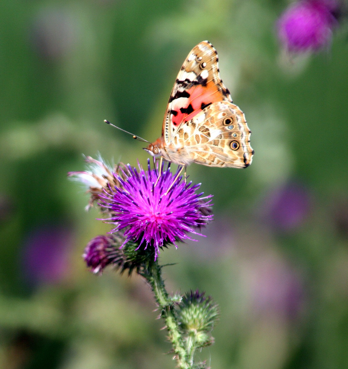 butterfly wings flowers free photo