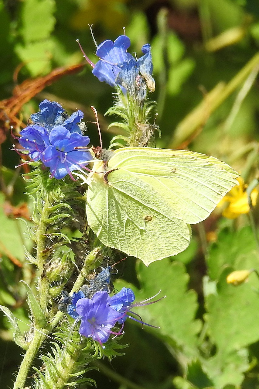 butterfly gonepteryx rhamni insect free photo