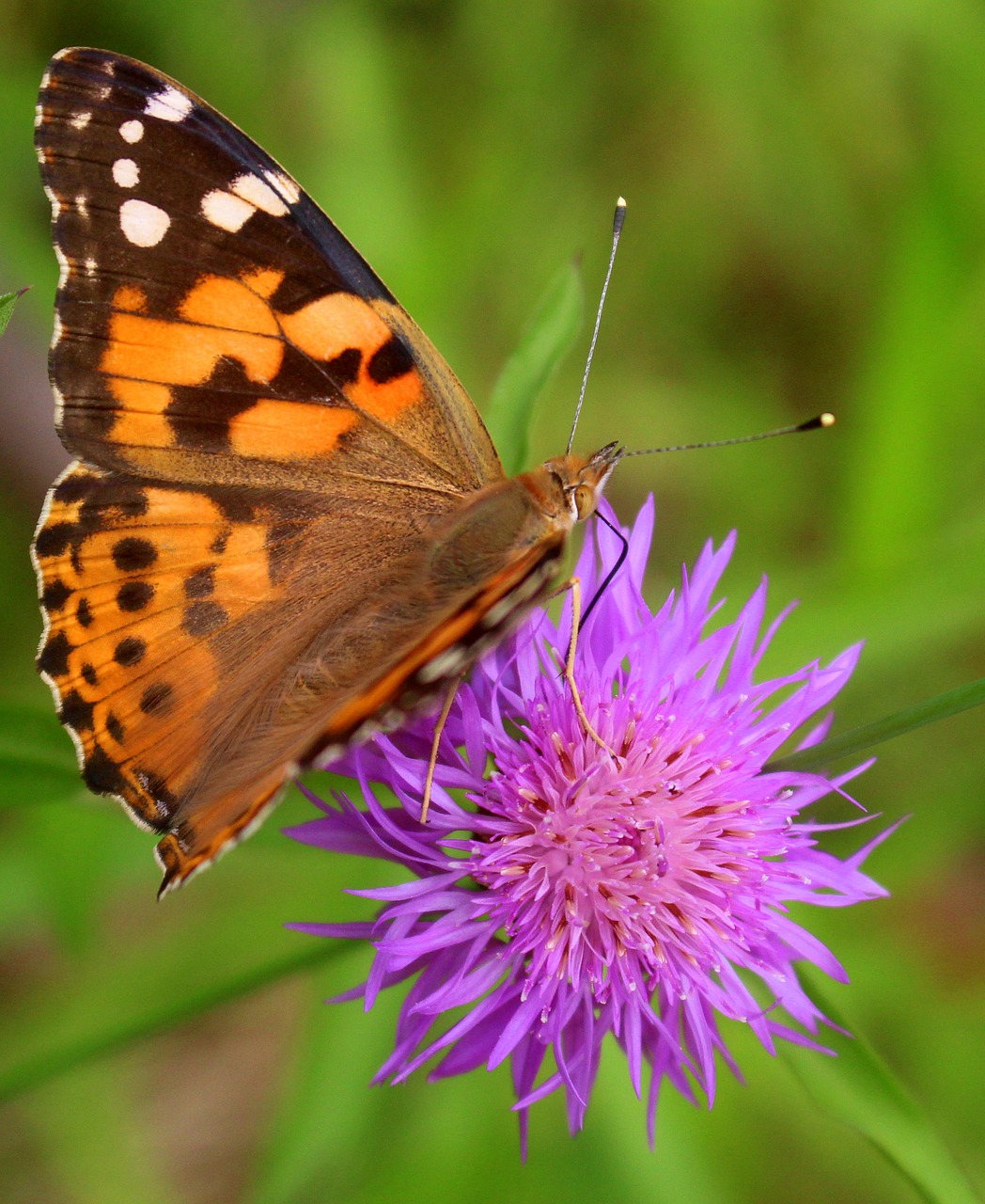 butterfly flower nature free photo