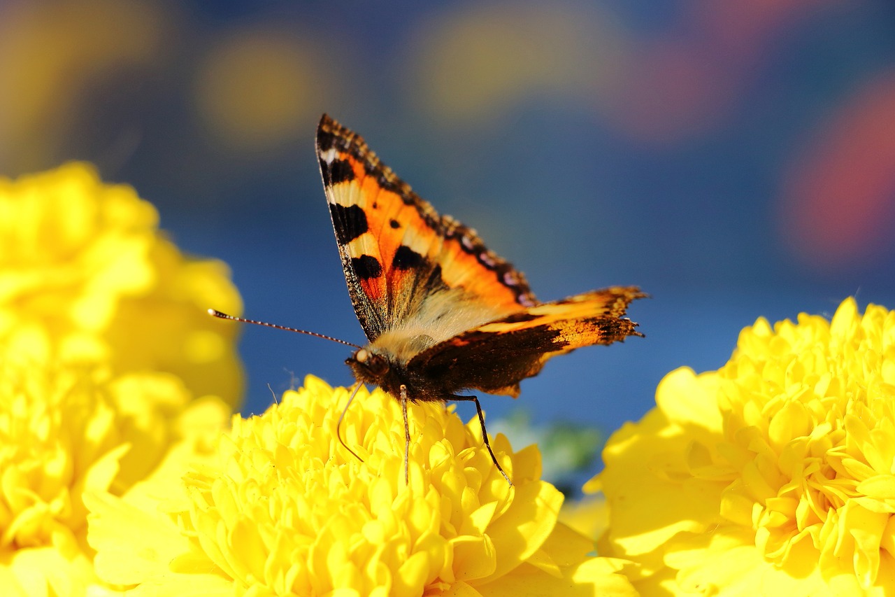 butterfly little fox insect free photo