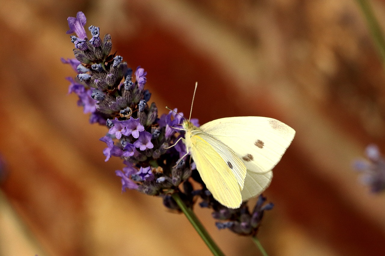 butterfly white insect free photo