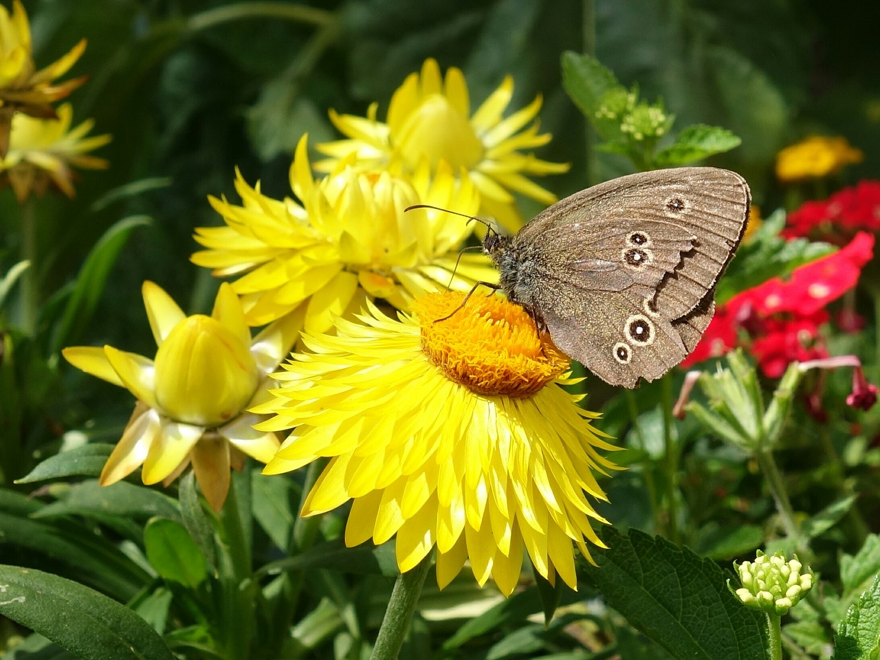 butterfly chimney sweep aphantopus hyperantus free photo