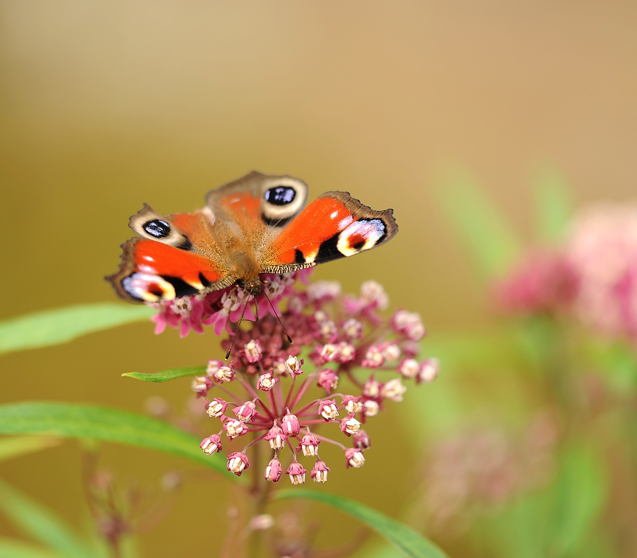 butterfly insect peacock butterfly free photo