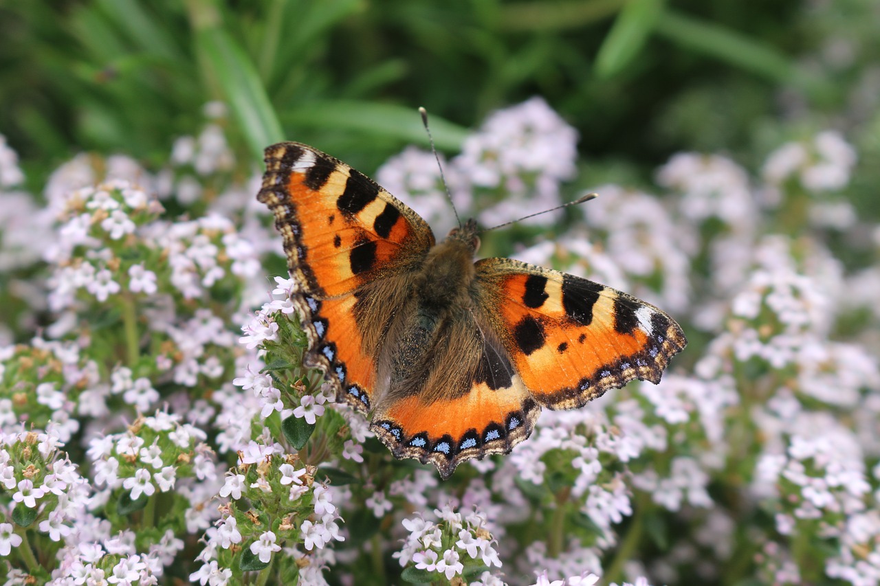 butterfly nature flower free photo