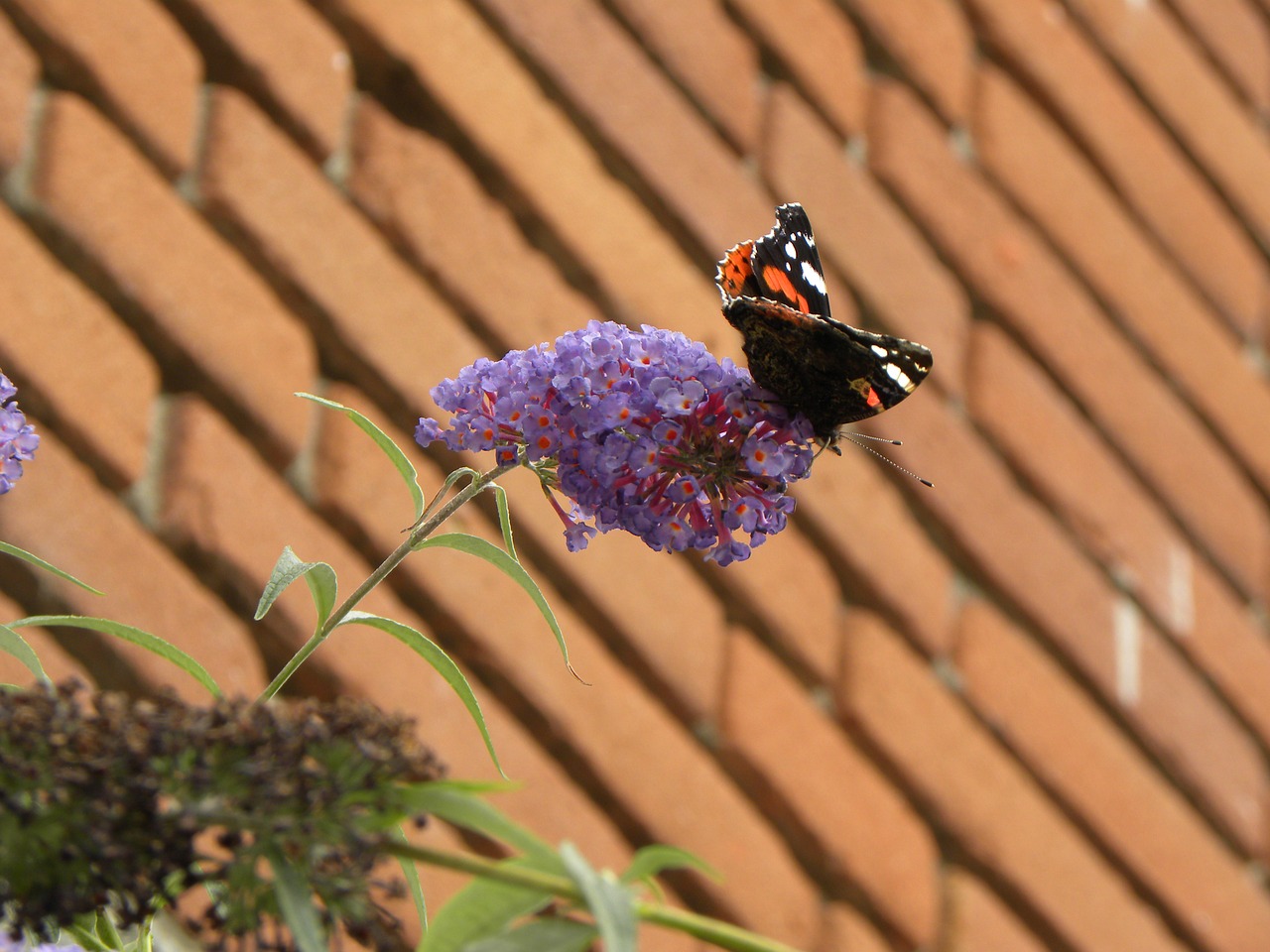 butterfly butterfly bush bush free photo