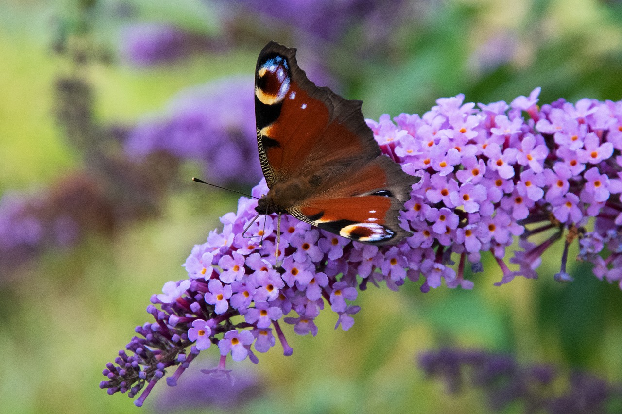 butterfly insect nature free photo