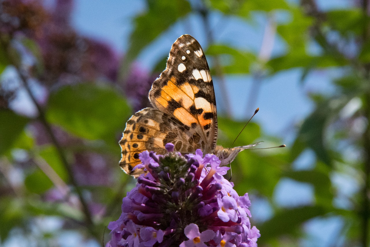 butterfly insect nature free photo