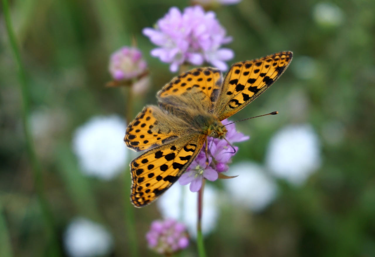 butterfly insect blossom free photo