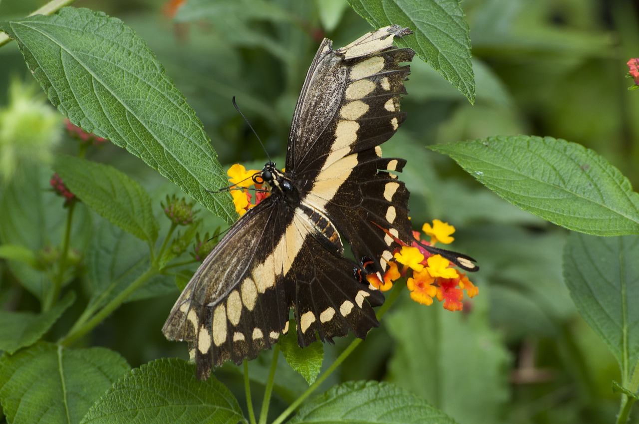 butterfly insects spring free photo