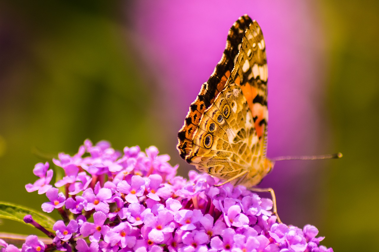 butterfly blossom bloom free photo