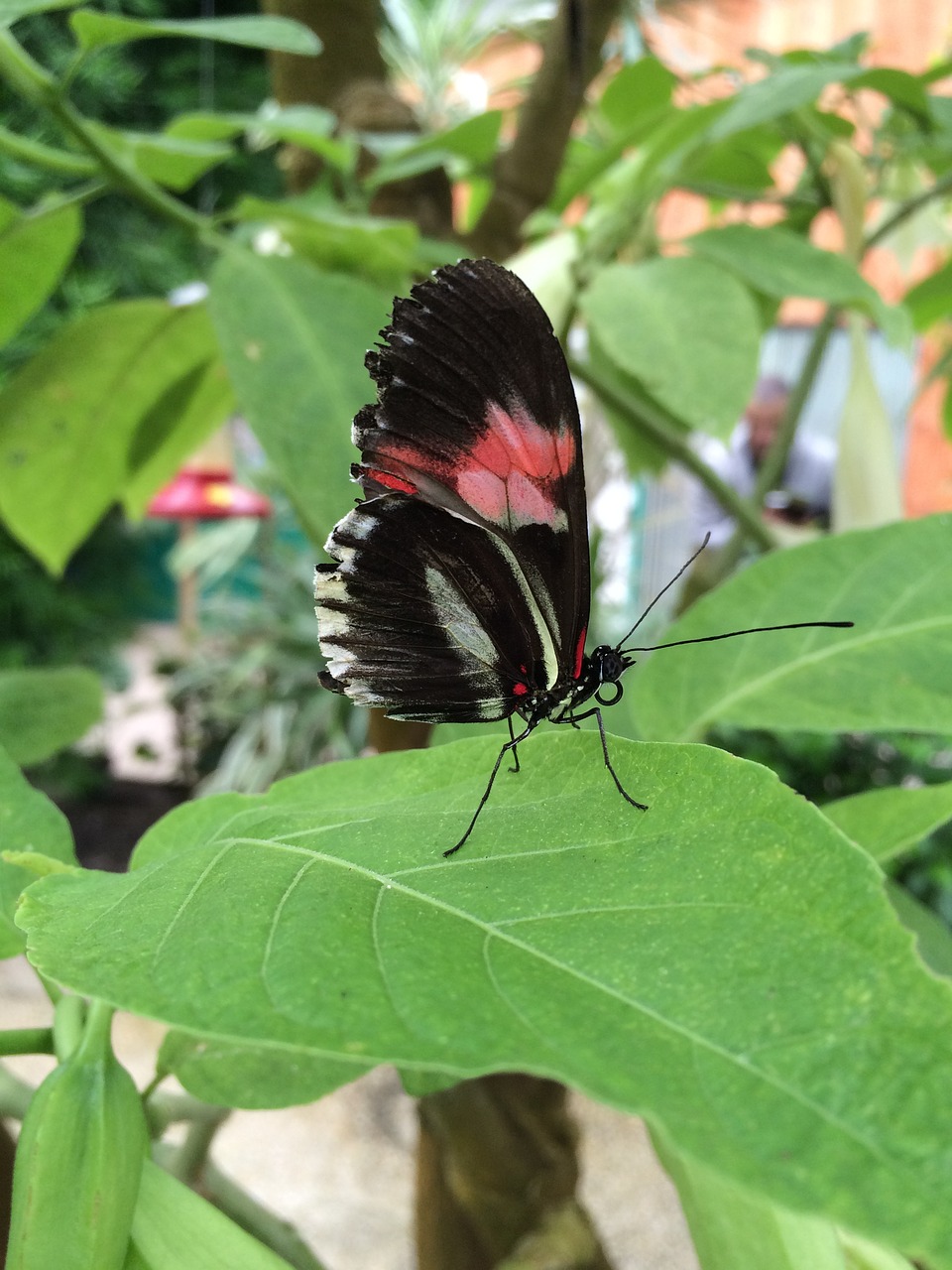 butterfly red black free photo