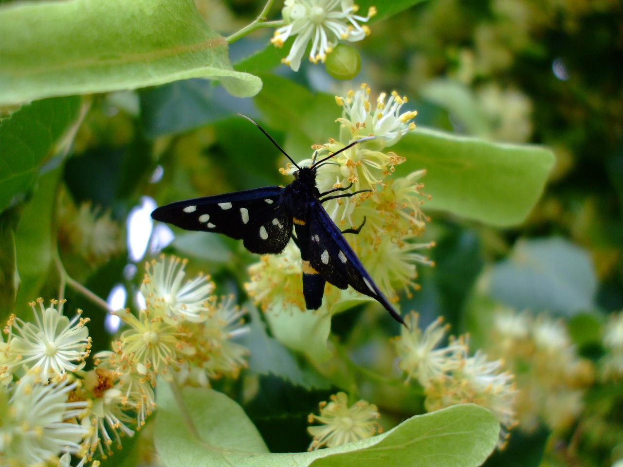 butterfly insect lime blossom free photo