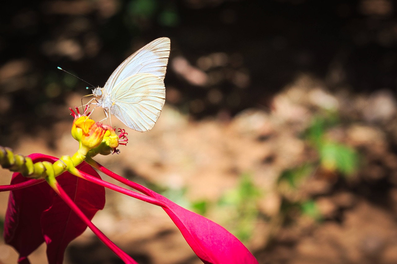 butterfly flower wings free photo