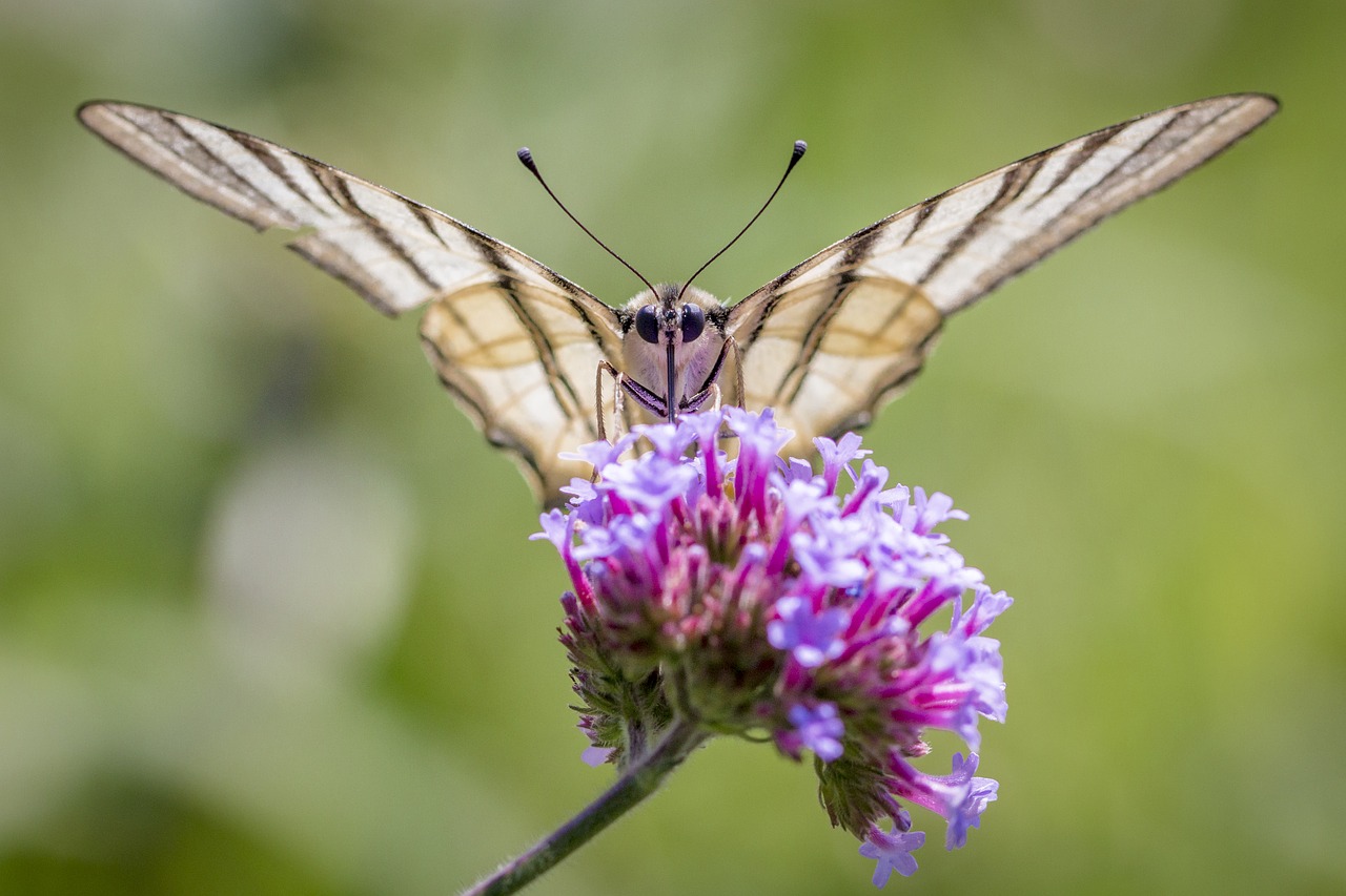 butterfly scarce swallowtail insect free photo