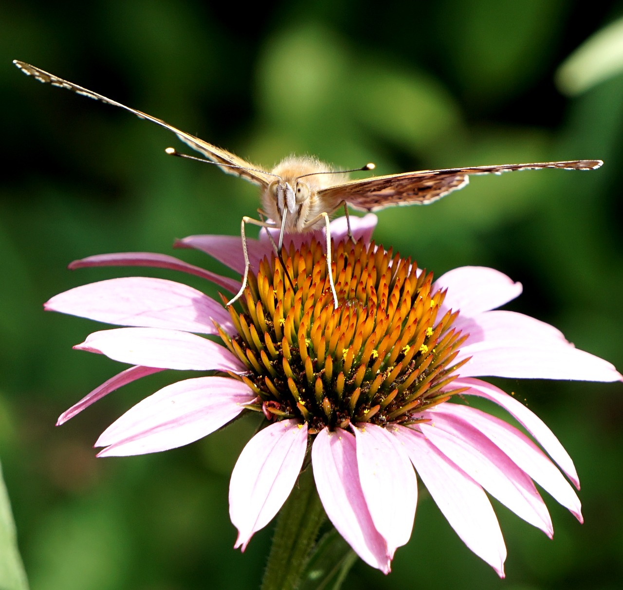 butterfly blossom bloom free photo