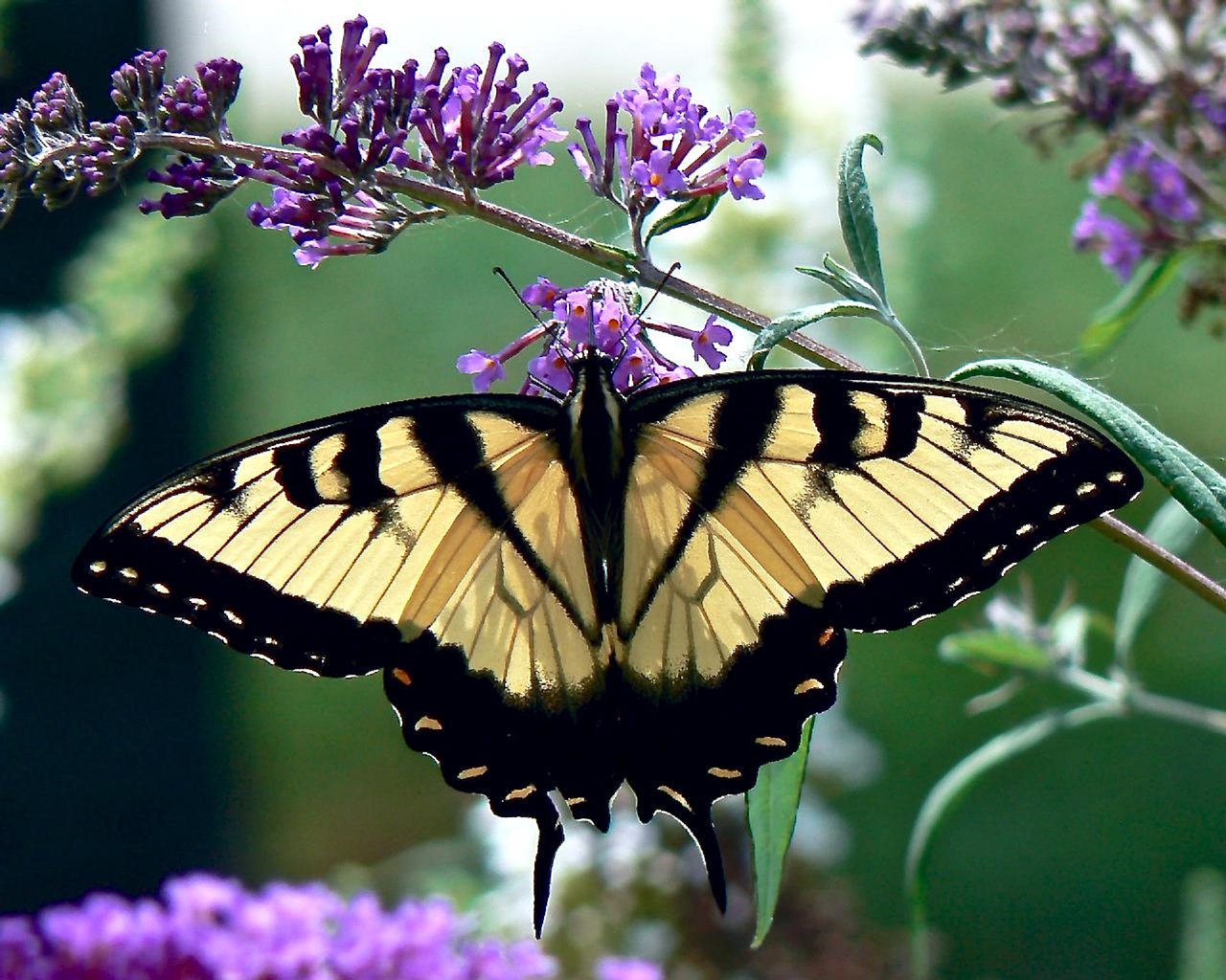 butterfly eastern tiger swallowtail insect free photo