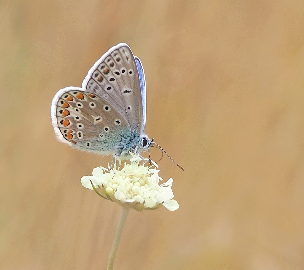 insect nature live free photo