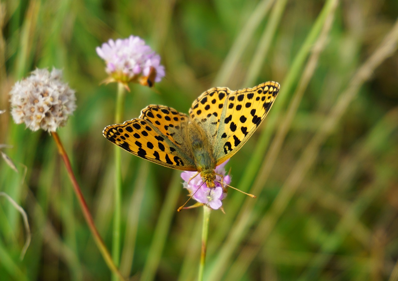 butterfly insect close free photo