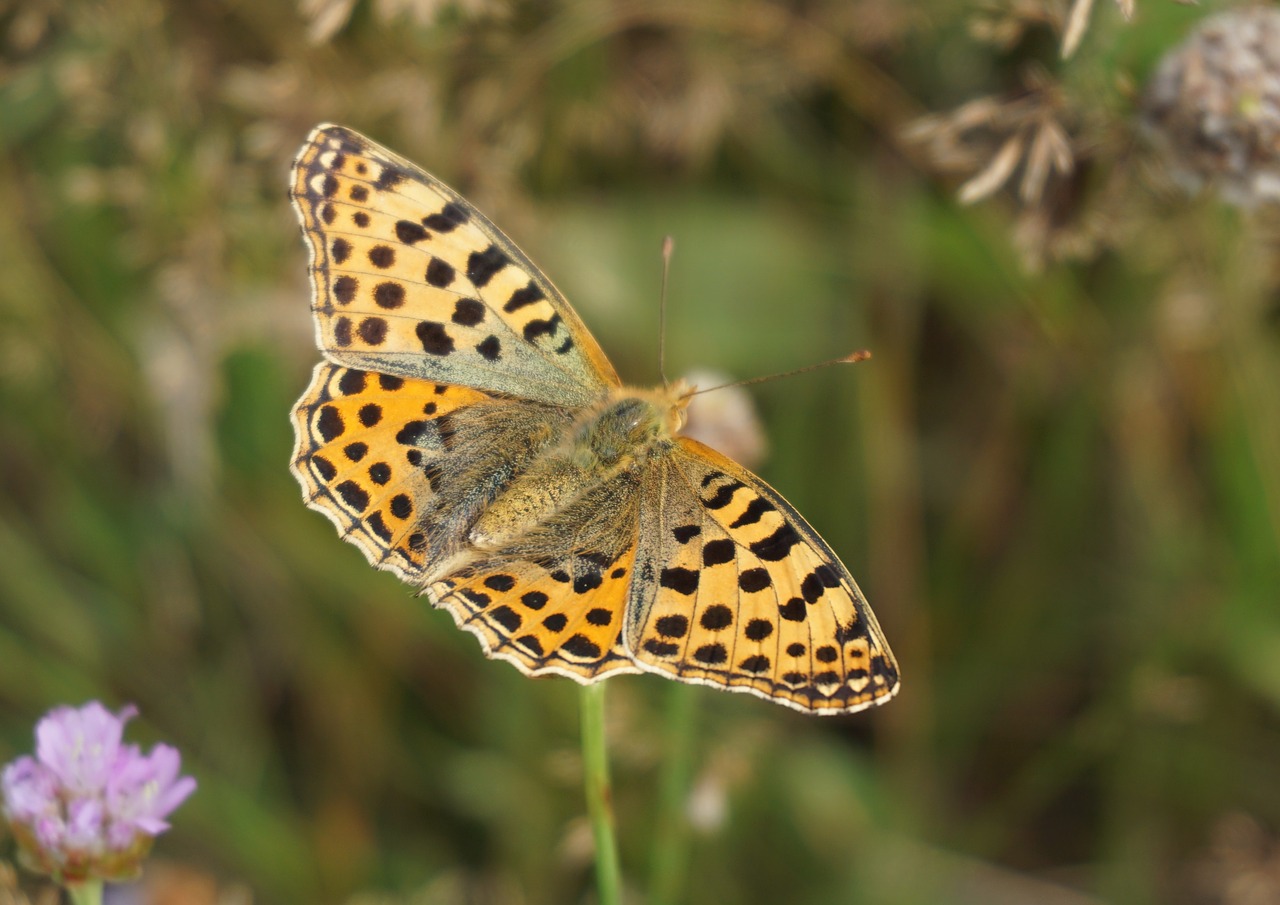 butterfly insect close free photo